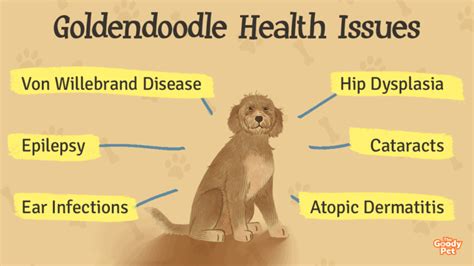 Goldendoodle Health Issues