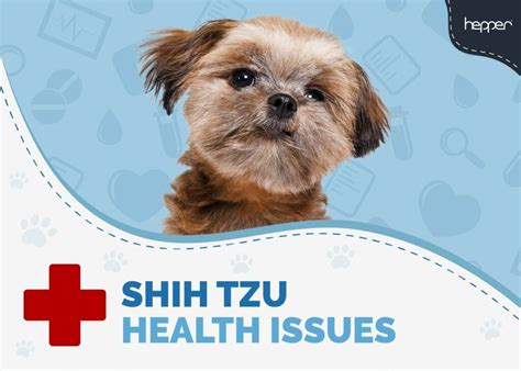 Shih Tzu Health Issues